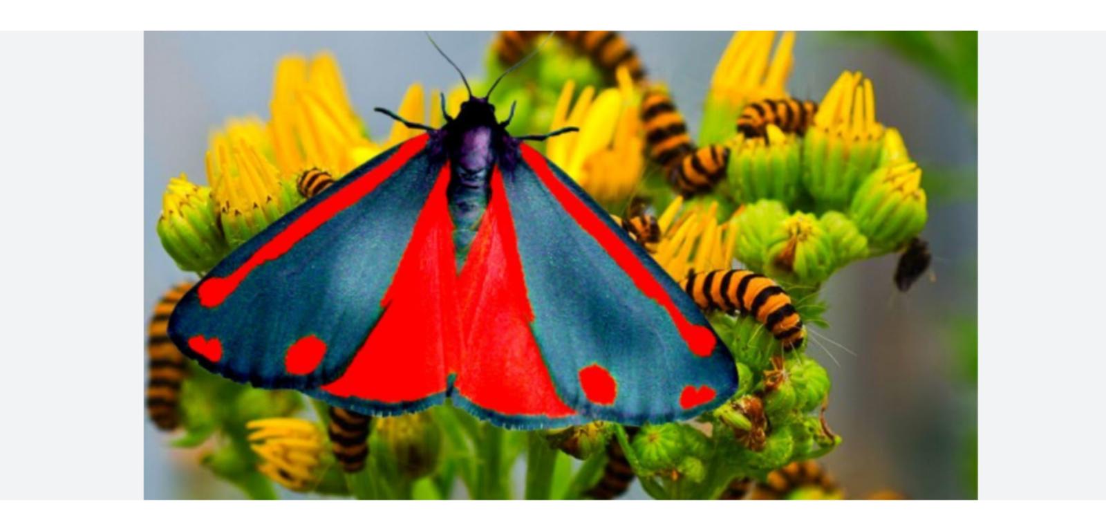 Internet picture of a Cinnabar Moth