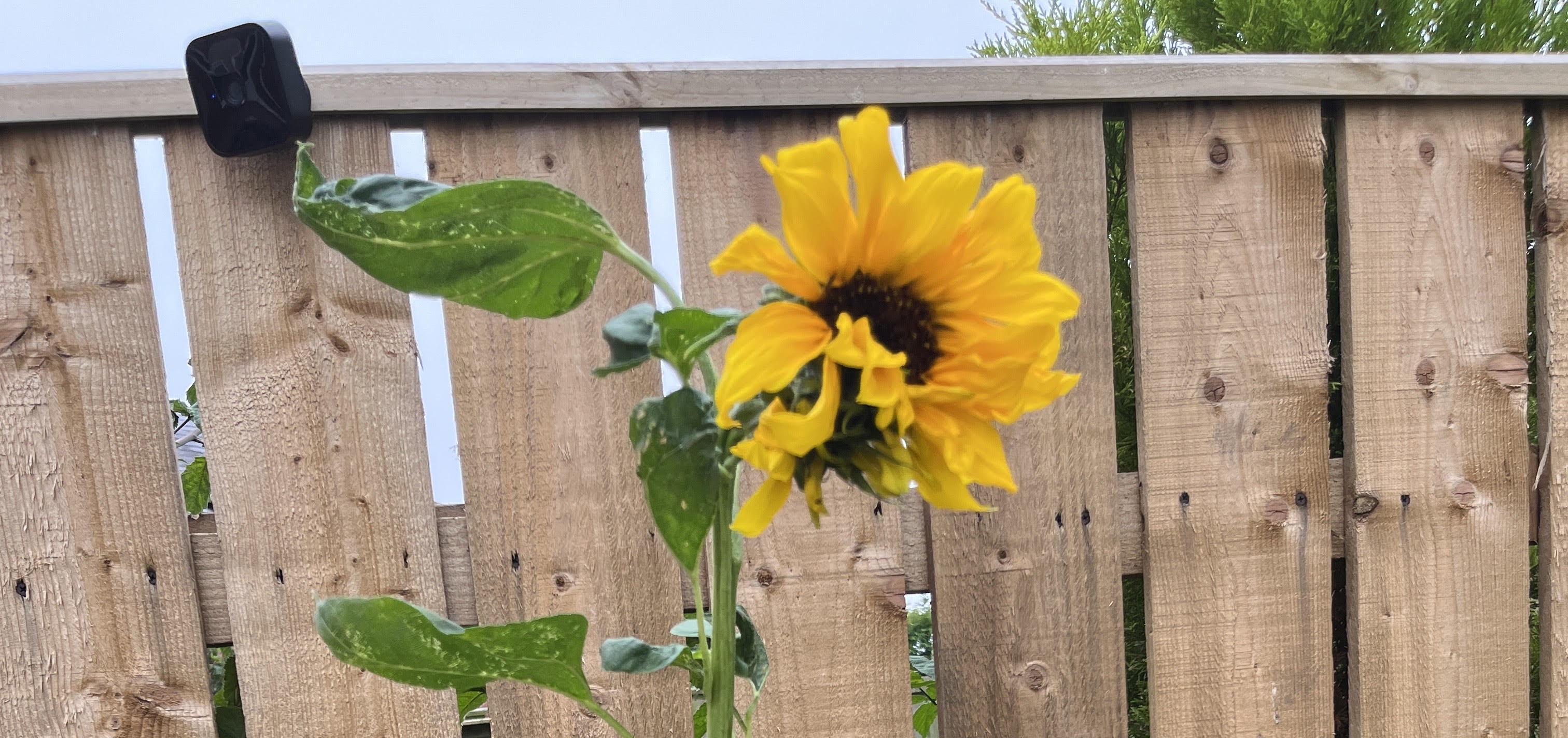 Sunflower Competition